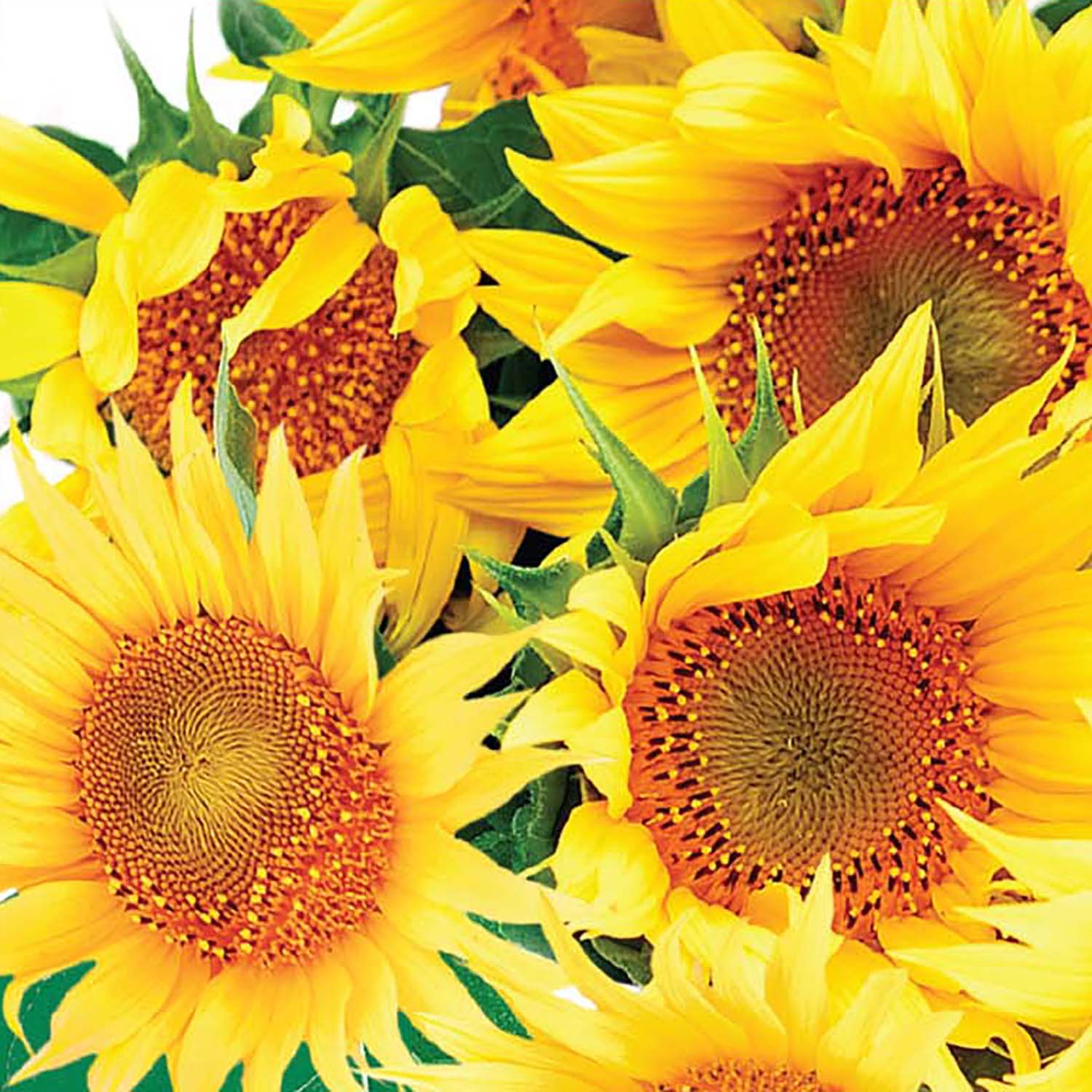 A close-up image of several sunflowers with yellow petals and a central disc in shades of brown and orange.